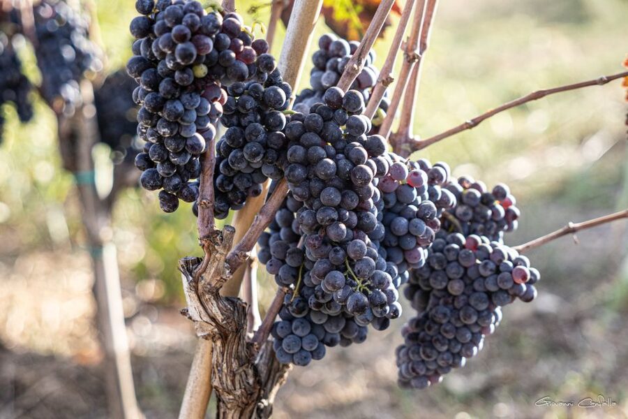 Walk among the rows of vineyards and wine tasting - Four wines, four different Sicilian personalities