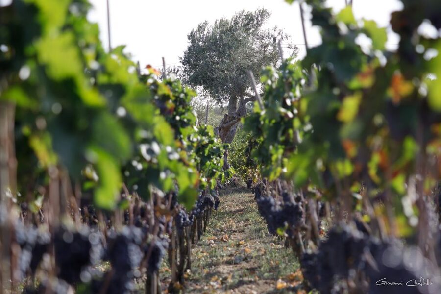 Walk among the rows of vineyards and wine tasting - Timing, access, and practical planning