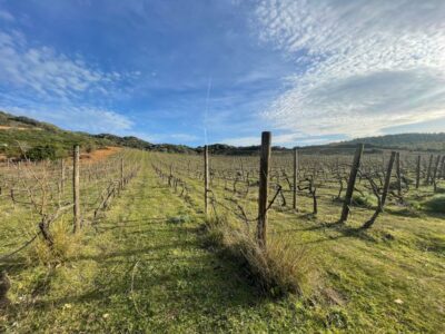 Walk through our vineyard and aperitif