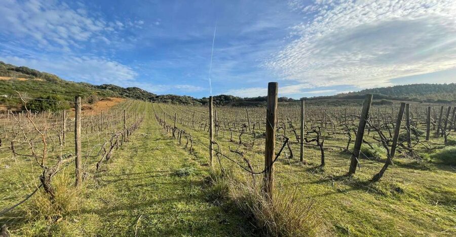 Walk through our vineyard and aperitif - What the $59 price really gets you
