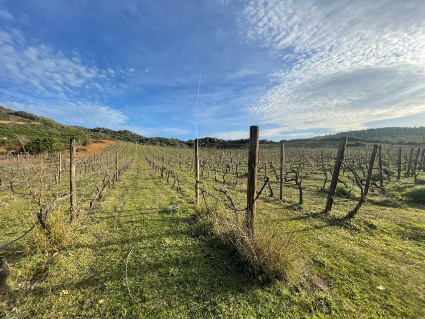 Walk through our vineyard and aperitif - Walking among organic Cannonau and Vermentino