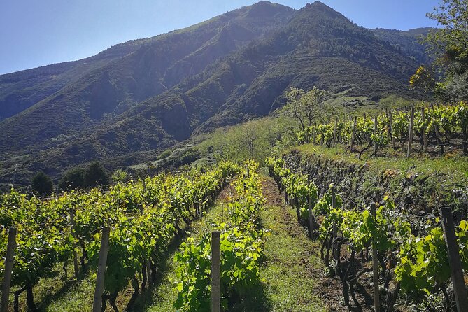 Walk through vineyards, breathtaking views and flavors of Salina - Why this walk gives you a different Salina