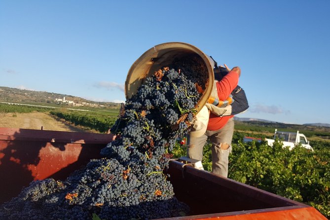 Walks in the heart of the secret vineyards around Collioure, tastings - A morning among Collioure’s working vineyards