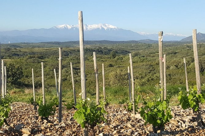 Walks in the heart of the secret vineyards around Collioure, tastings - The tasting with local winemakers
