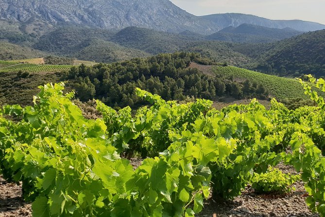 Walks in the heart of the secret vineyards around Collioure, tastings - Is $49.86 a fair price?