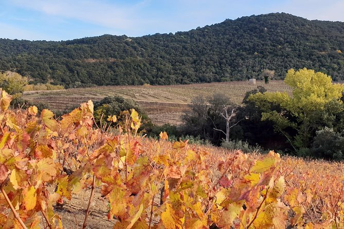 Walks in the heart of the secret vineyards around Collioure, tastings - Practical details that can make the morning better