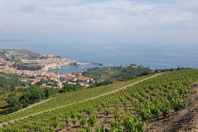 Walks in the heart of the secret vineyards around Collioure, tastings - What the 9:00 a.m. start means for your day