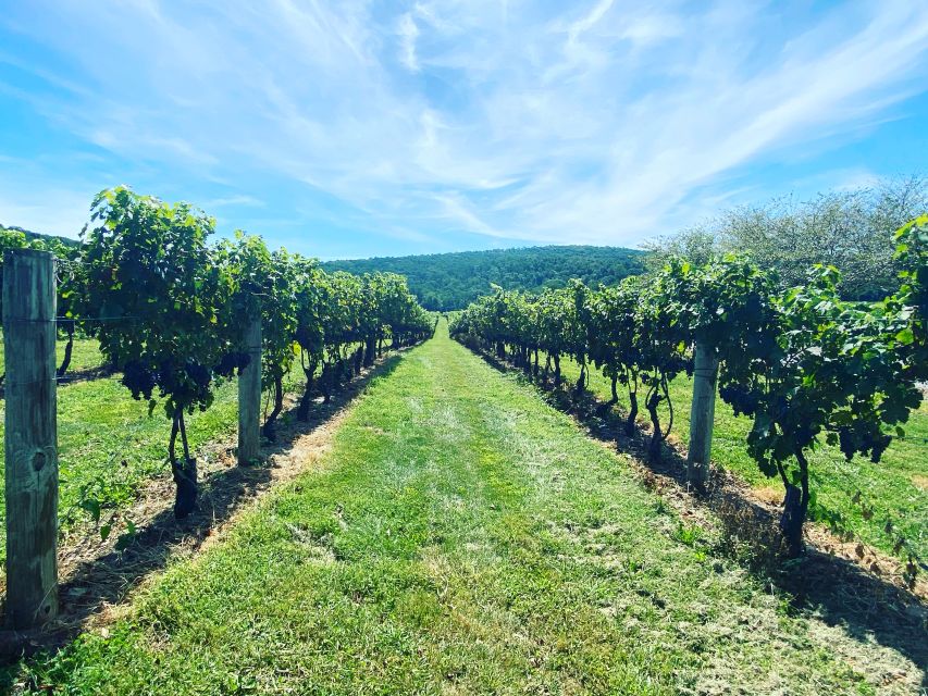 Washington, DC: Virginia Wine Region Experience Tour - Key points to know before booking