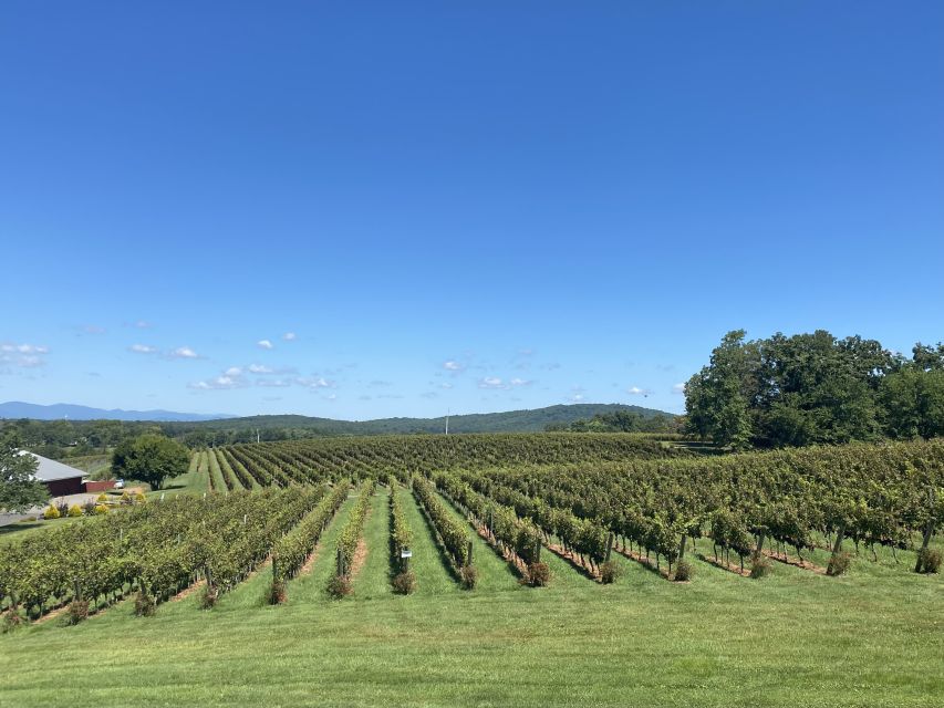 Washington, DC: Virginia Wine Region Experience Tour - Should you book this private Virginia wine tour?