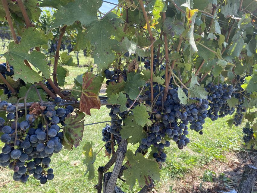 Washington, DC: Virginia Wine Region Experience Tour - The guide makes the private format worthwhile