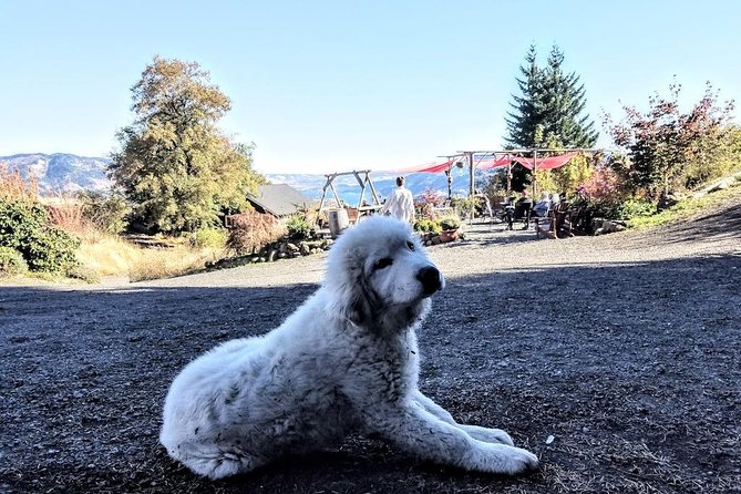 Waterfalls & Wine Tour-Multnomah Falls,Vineyards,Hood River Combo - Why this Portland day trip works