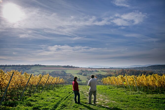 Wieliczka Vineyard: Wine tasting with local snacks - Key points at a glance