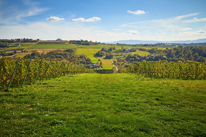 Wieliczka Vineyard: Wine tasting with local snacks - What happens during the 90-minute visit