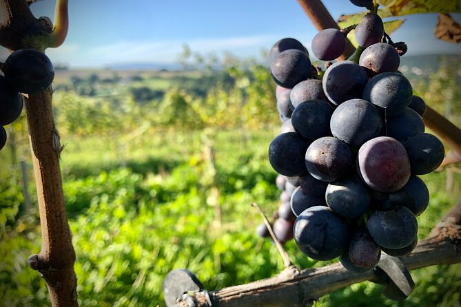 Wieliczka Vineyard: Wine tasting with local snacks - Four wines, local snacks, and useful conversation