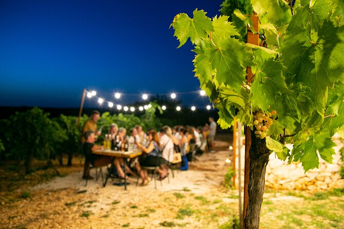 Wine Experience: vineyard, wines and food - Walking among the vines and learning the local story