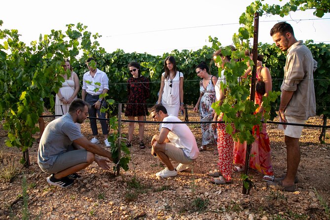 Wine Experience: vineyard, wines and food - Sunset, stone walls, and the social side
