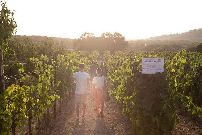 Wine Experience: vineyard, wines and food - Timing, pace, and what two hours really means