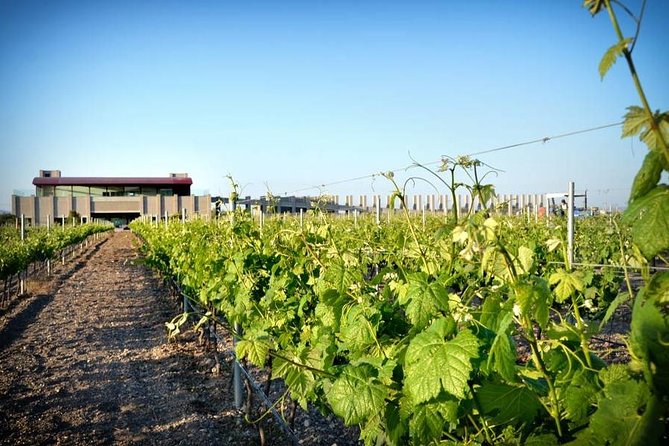 Wine Route in Tequisquiapan with Transportation - Key points to know before booking