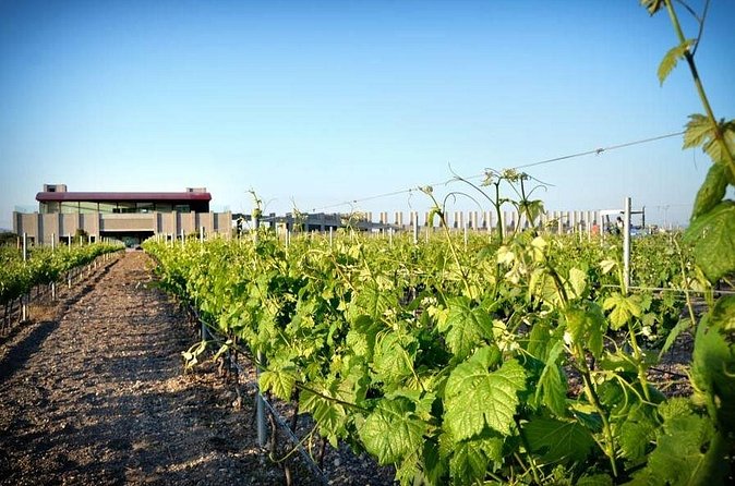 Wine Route in Tequisquiapan with Transportation - Transportation, pickup, and group size