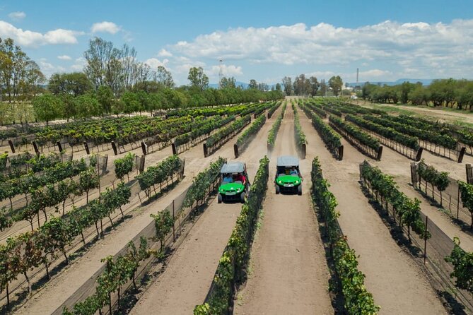 Wine Route in Tequisquiapan with Transportation - Who will enjoy this wine route most