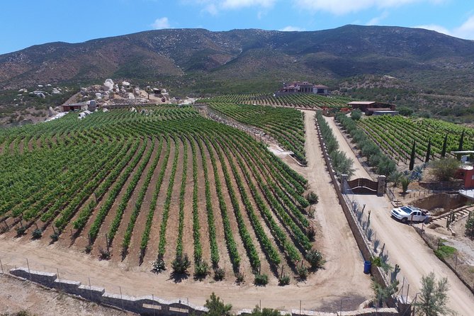 Wine Route including Tastings - Puerto Nuevo: lobster before the wine