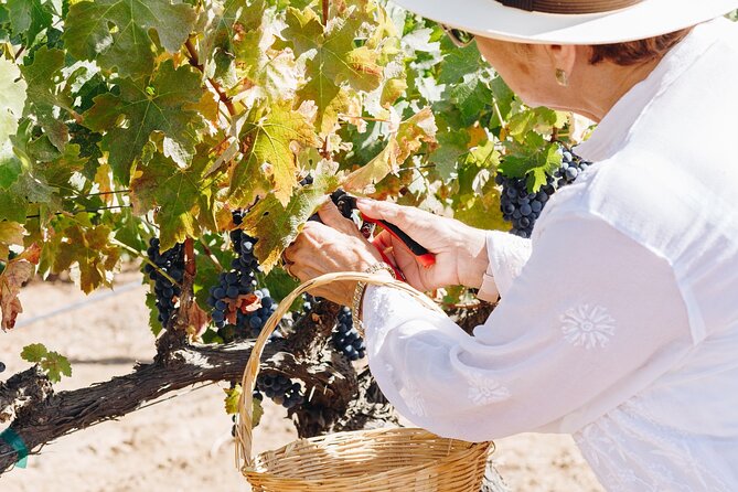 Wine Tasting Among Vineyards with Panoramic Views of the Valley - Five Wines, From White and Rosé to Three Reds