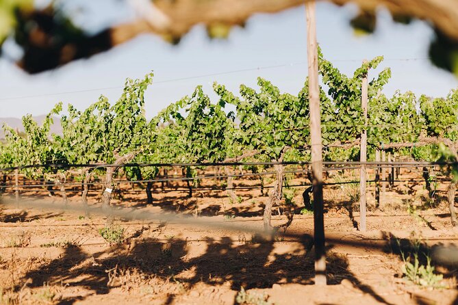 Wine Tasting Among Vineyards with Panoramic Views of the Valley - Who Will Enjoy This Most
