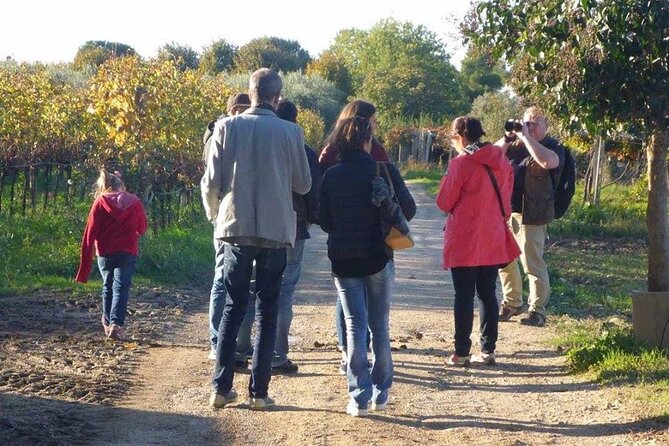 Wine Tasting and Guided Visit to the Vineyard and Cellar in S. Maria Imbaro - Inside the cellar and production areas