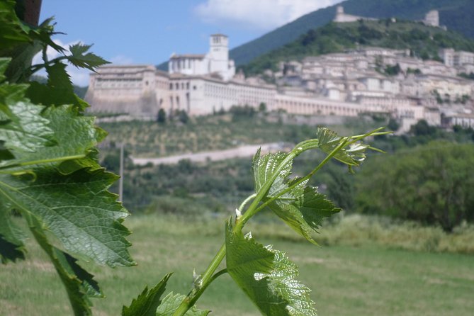 Wine tasting and walk in the Vineyard of Assisi - Key points to know before you book