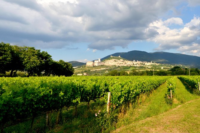 Wine tasting and walk in the Vineyard of Assisi - Is $30.12 good value?