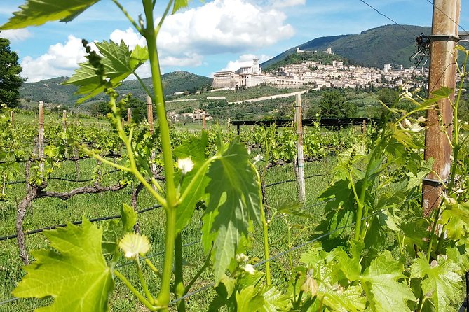 Wine tasting and walk in the Vineyard of Assisi - The wines and olive oil are personal choices