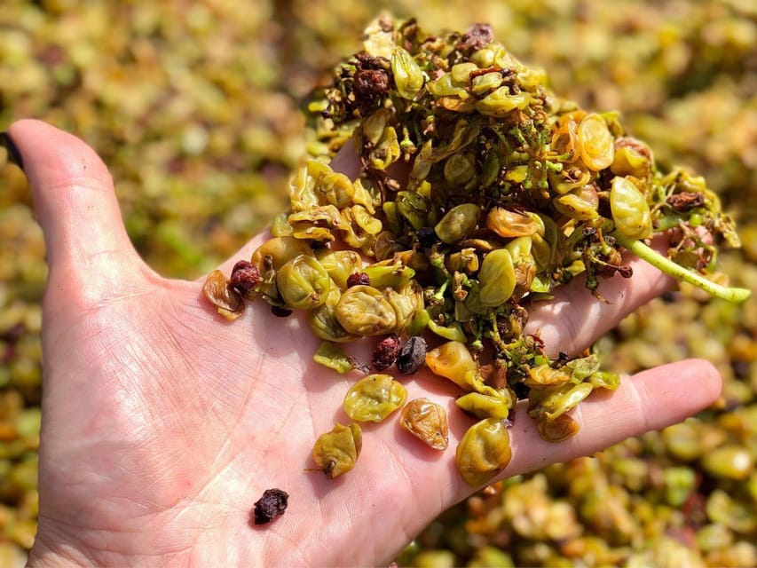 Wine Tasting and Winery Visit near Asti and Turin - What The Guides Add