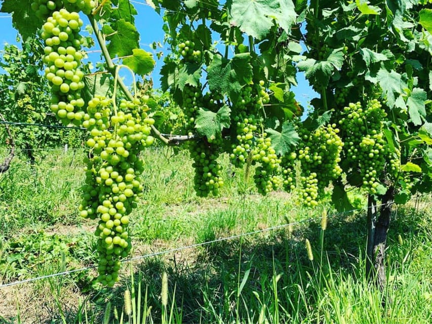 Wine Tasting and Winery Visit near Asti and Turin - Price, Timing, And Booking Advice