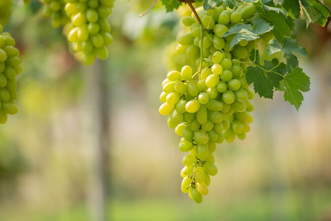 Wine tasting in Rhodes, inside the vineyards with the Producer - Key points at a glance