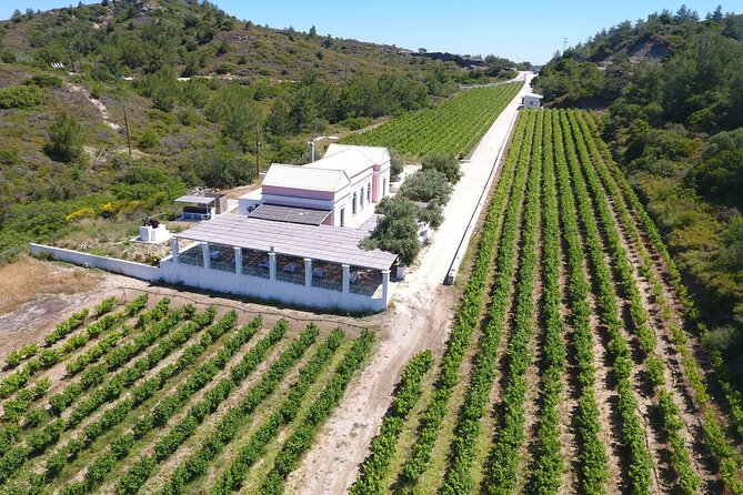 Wine tasting in Rhodes, inside the vineyards with the Producer - The guide style and atmosphere