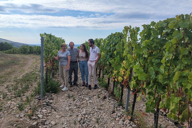 Wine Tasting Tour in Tokaj Wine Region Slovakia. With transport - Who will enjoy this Tokaj outing most