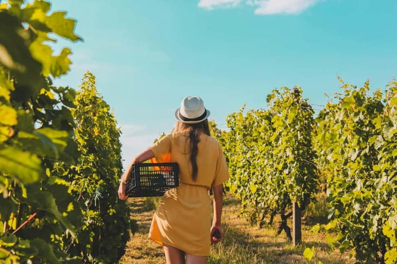 Wine Tasting & Vineyards Escape near Tirana - What the three-wine tasting includes