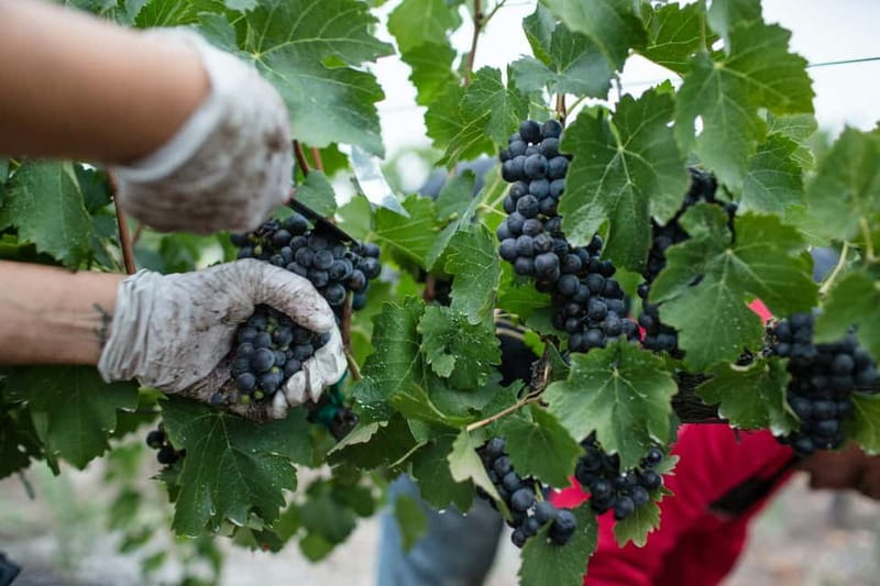 Wine Tasting & Vineyards Escape near Tirana - Vineyard views and time to slow down