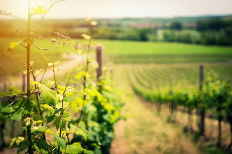 Wine Tasting & Vineyards Escape near Tirana - What could disappoint you