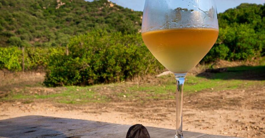 Wine tour and lunch or dinner at our vineyard - Key points to know before booking