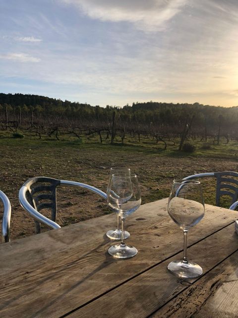 Wine tour and lunch or dinner at our vineyard - Walking through Cannonau and Vermentino vines