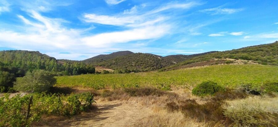 Wine tour and lunch or dinner at our vineyard - Organic wines, orange wine, and liqueurs