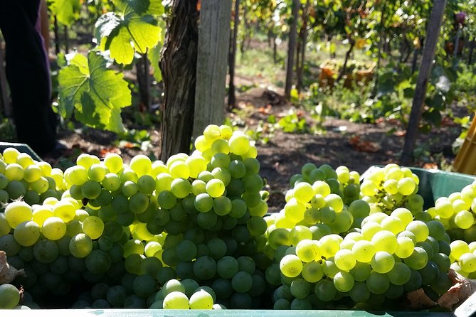 Wine Tour and Lunch with Winetasting and Vineyard Visit - Key points at a glance