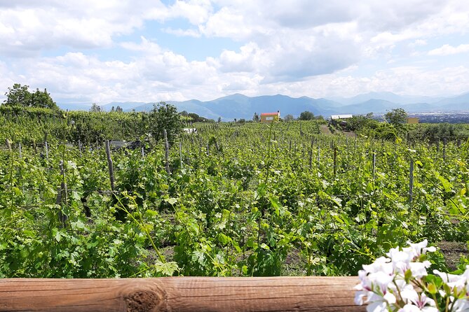 Wine Tour and Lunch with Winetasting and Vineyard Visit - A traditional lunch with four courses