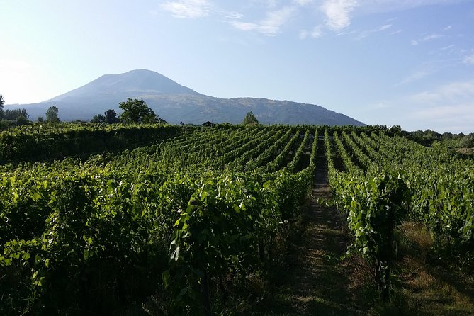 Wine Tour and Lunch with Winetasting and Vineyard Visit - Wine tasting at the table