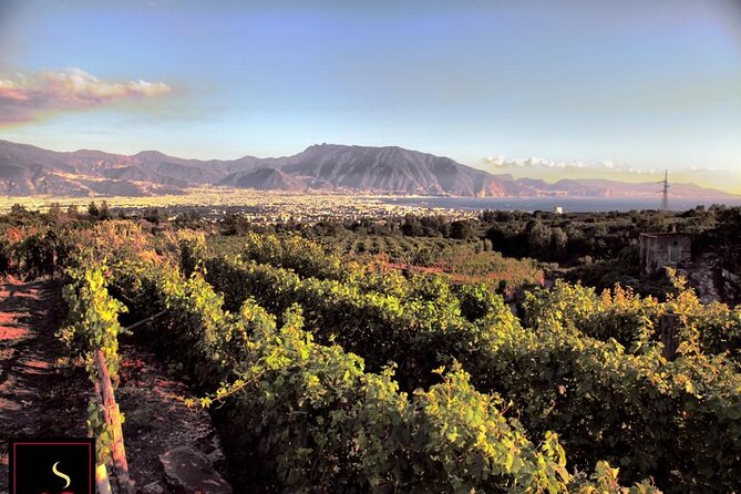 Wine Tour and Lunch with Winetasting and Vineyard Visit - Walking among the grapes