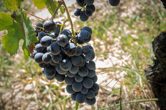 Wine tour aroud vineyards of Cagliari - Key points to know before booking