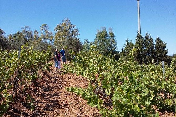 Wine tour aroud vineyards of Cagliari - Two Sardinian wines and a generous table