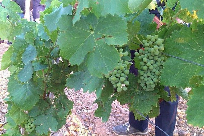 Wine tour aroud vineyards of Cagliari - Guides who shape the mood