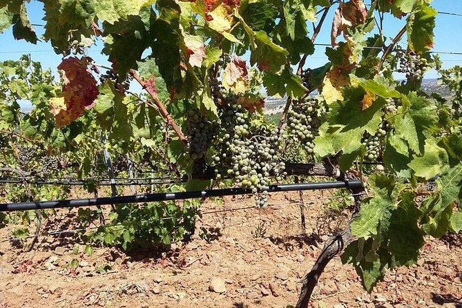 Wine tour aroud vineyards of Cagliari - What I like most about the experience